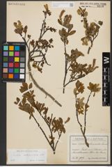 Foto von Salix waldsteiniana Willd.